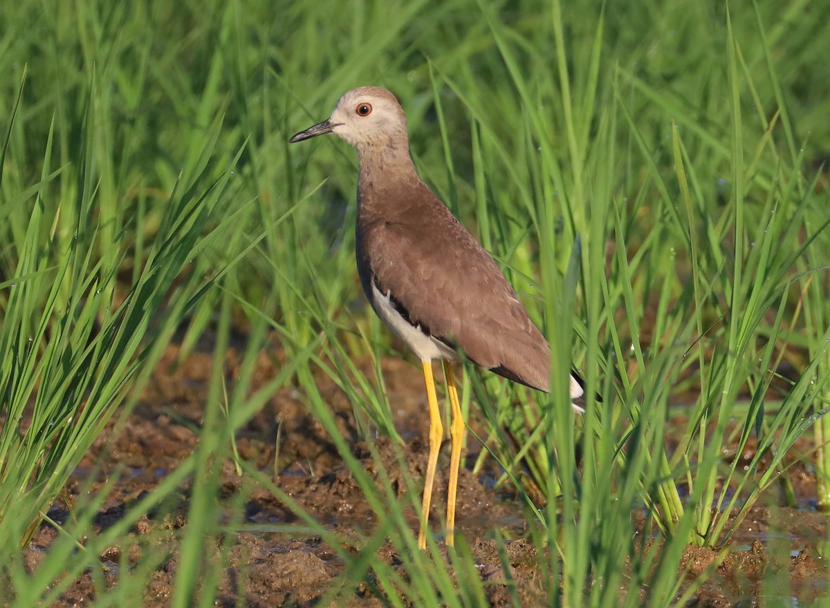 White-tailed Lapwing - ML638312667