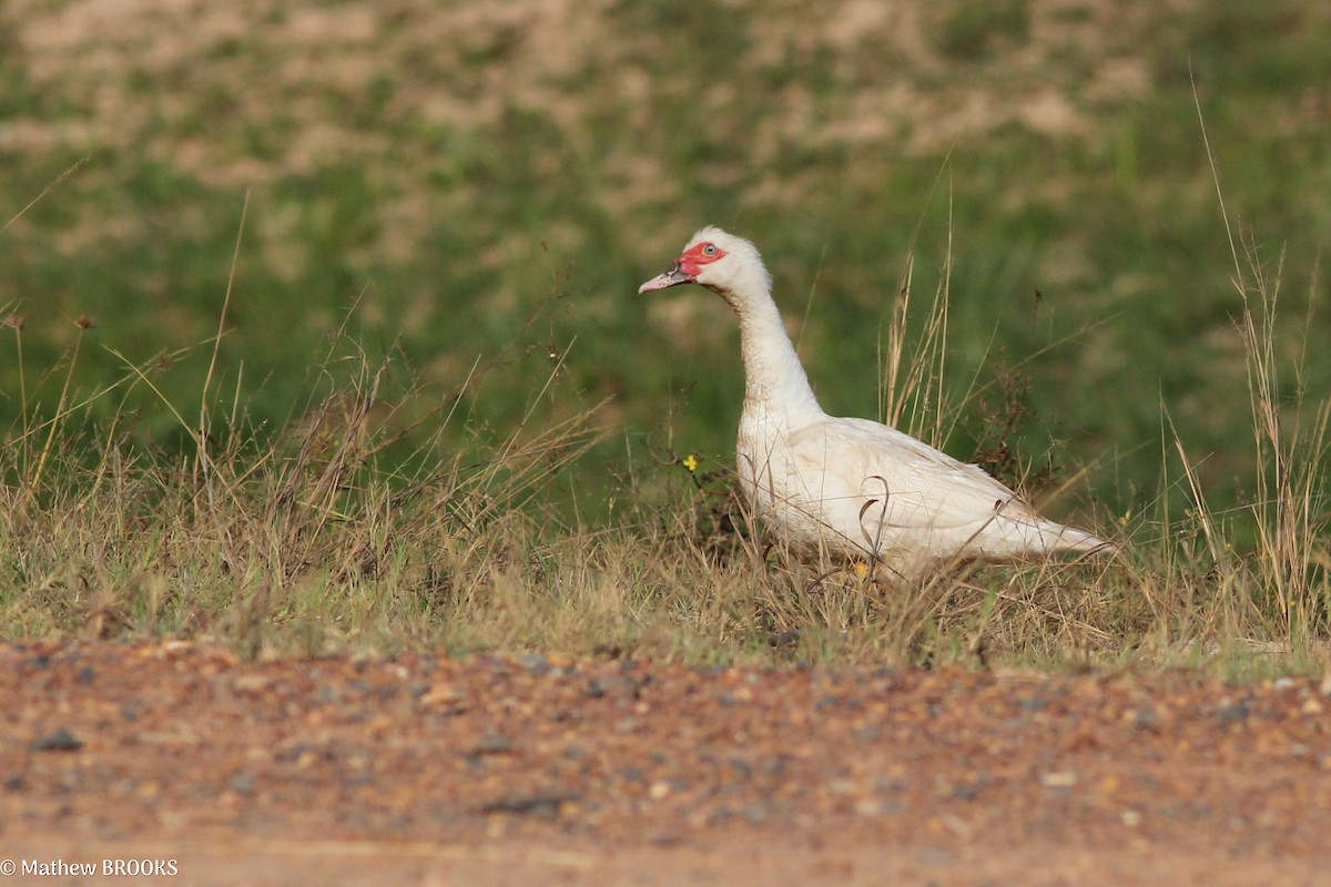 Muscovy Duck (Domestic type) - ML638312668