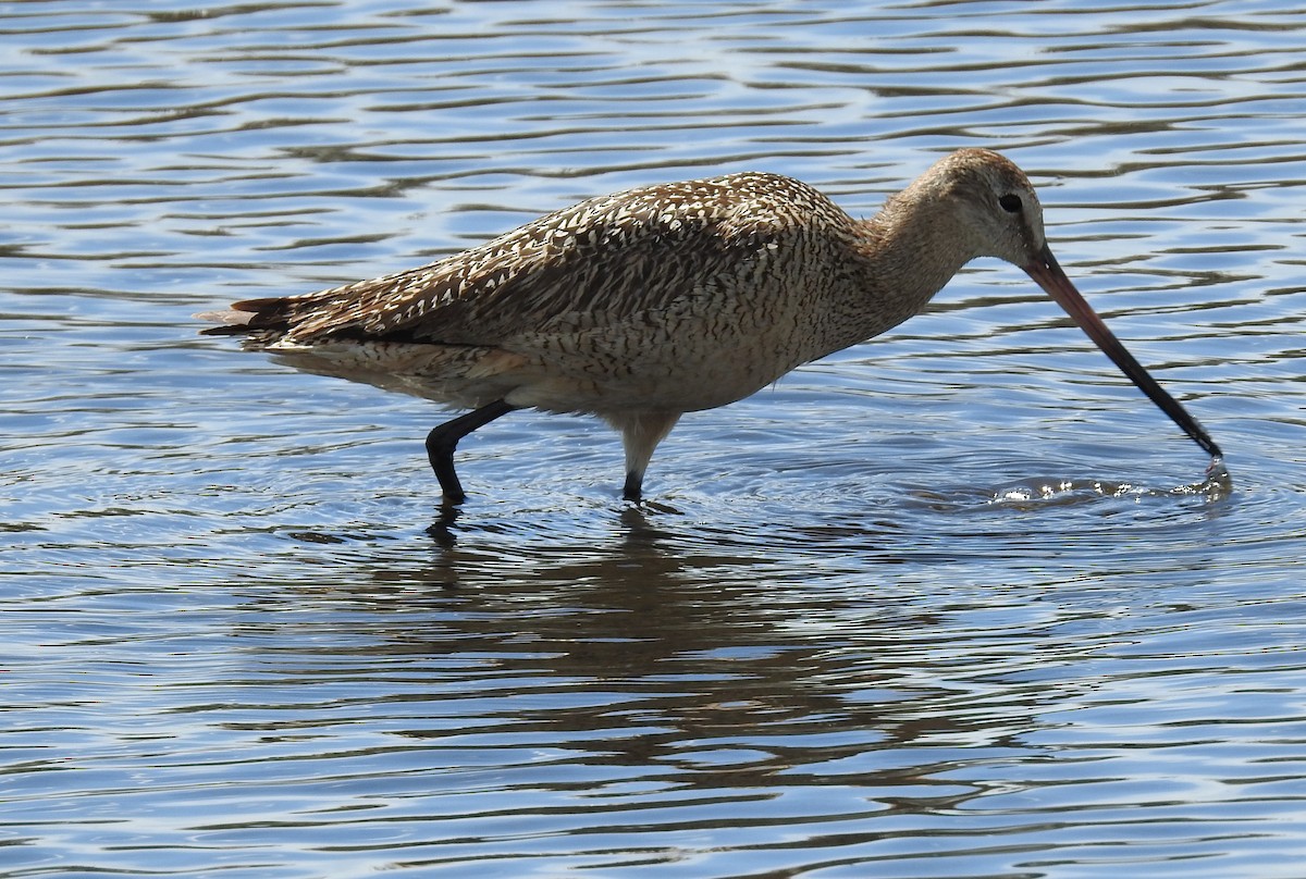 Marbled Godwit - ML638312670