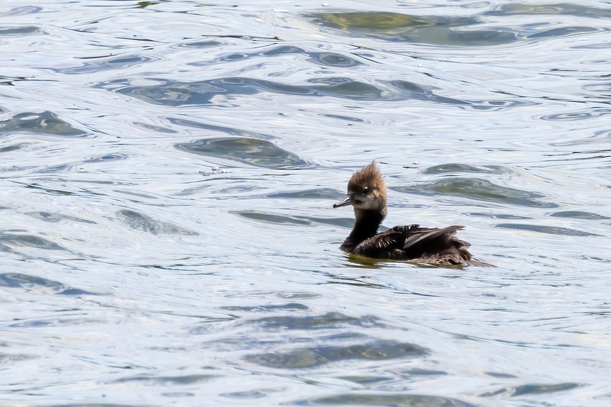 Hooded Merganser - ML638312673