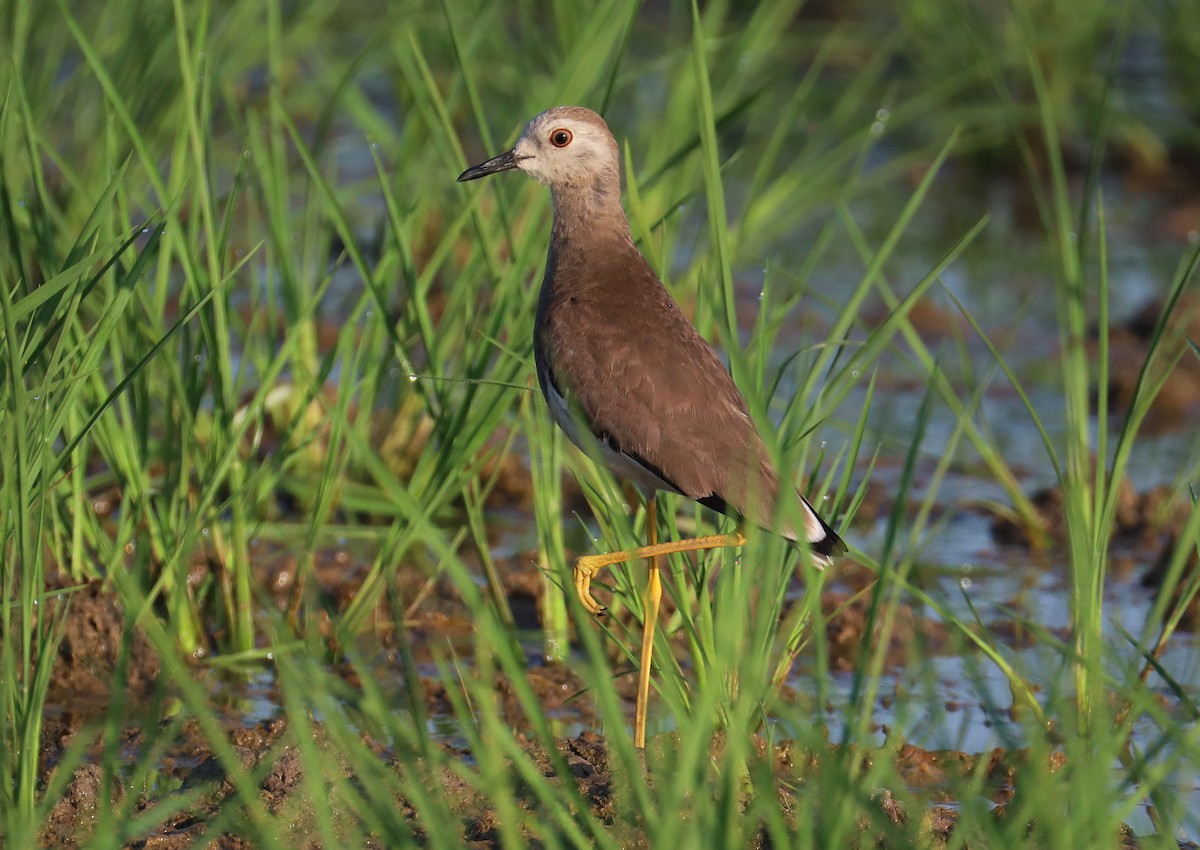 White-tailed Lapwing - ML638312674