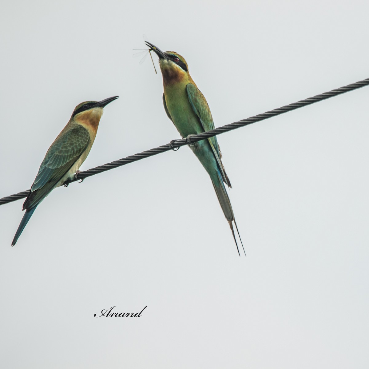 Blue-tailed Bee-eater - ML638312675