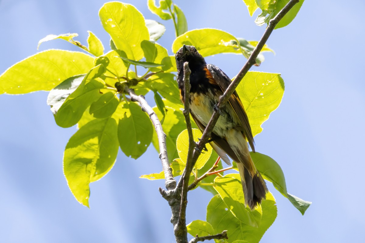 American Redstart - ML638312676