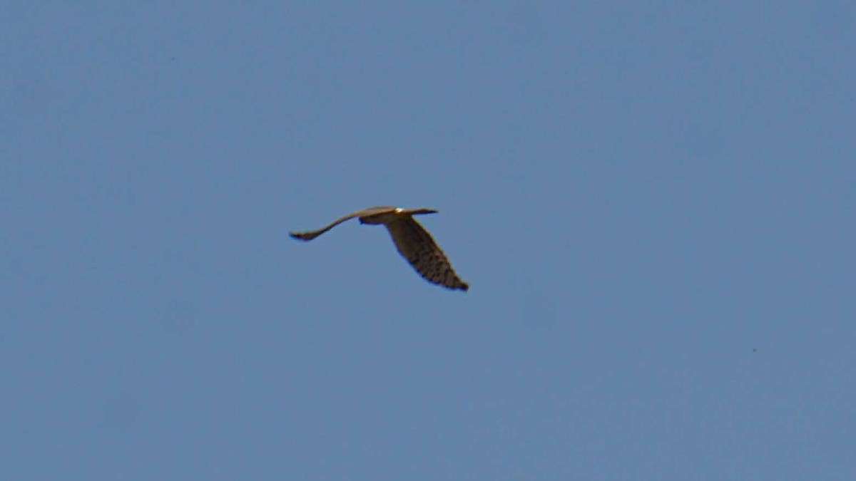 Montagu's Harrier - ML638312679