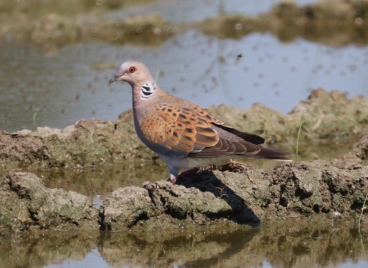 European Turtle-Dove - ML638312680