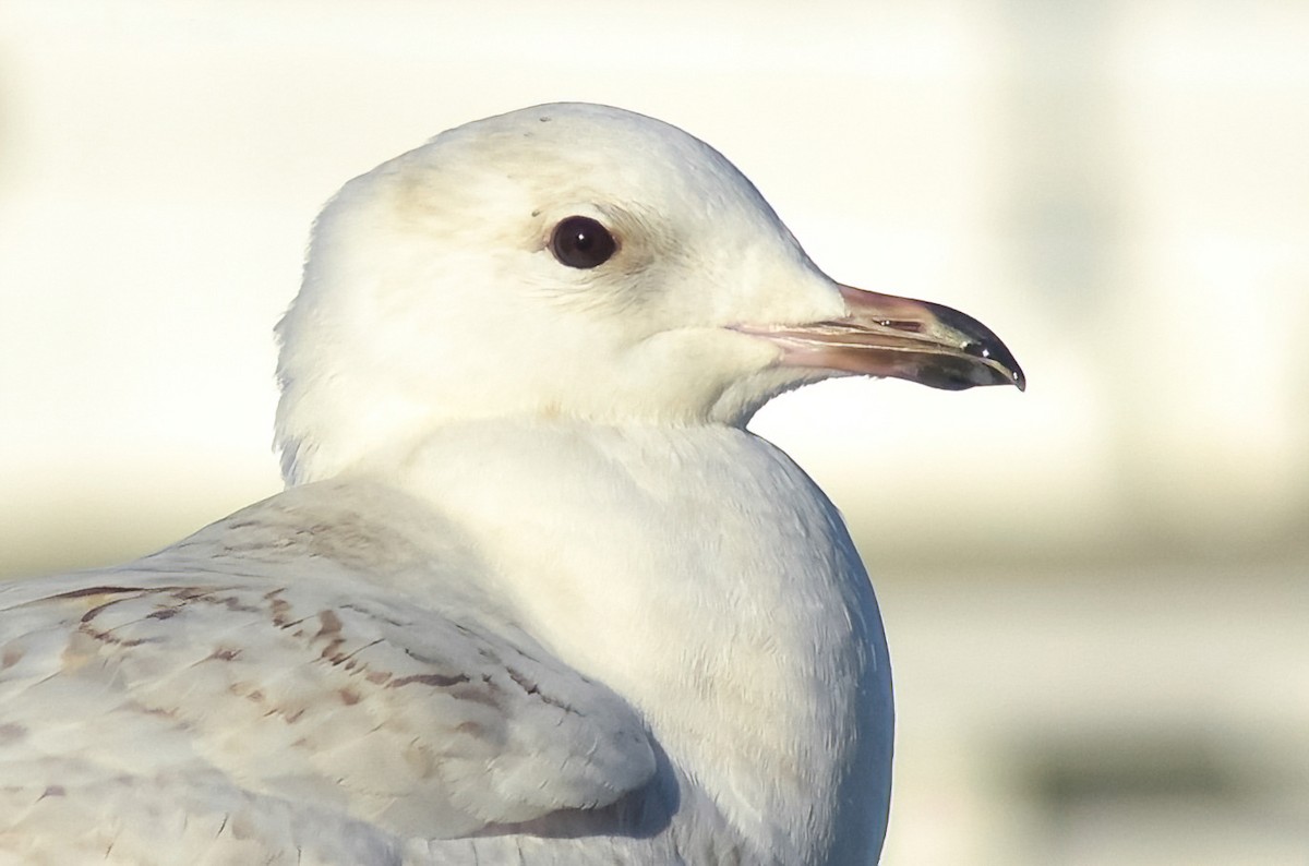 Iceland Gull - ML638312686