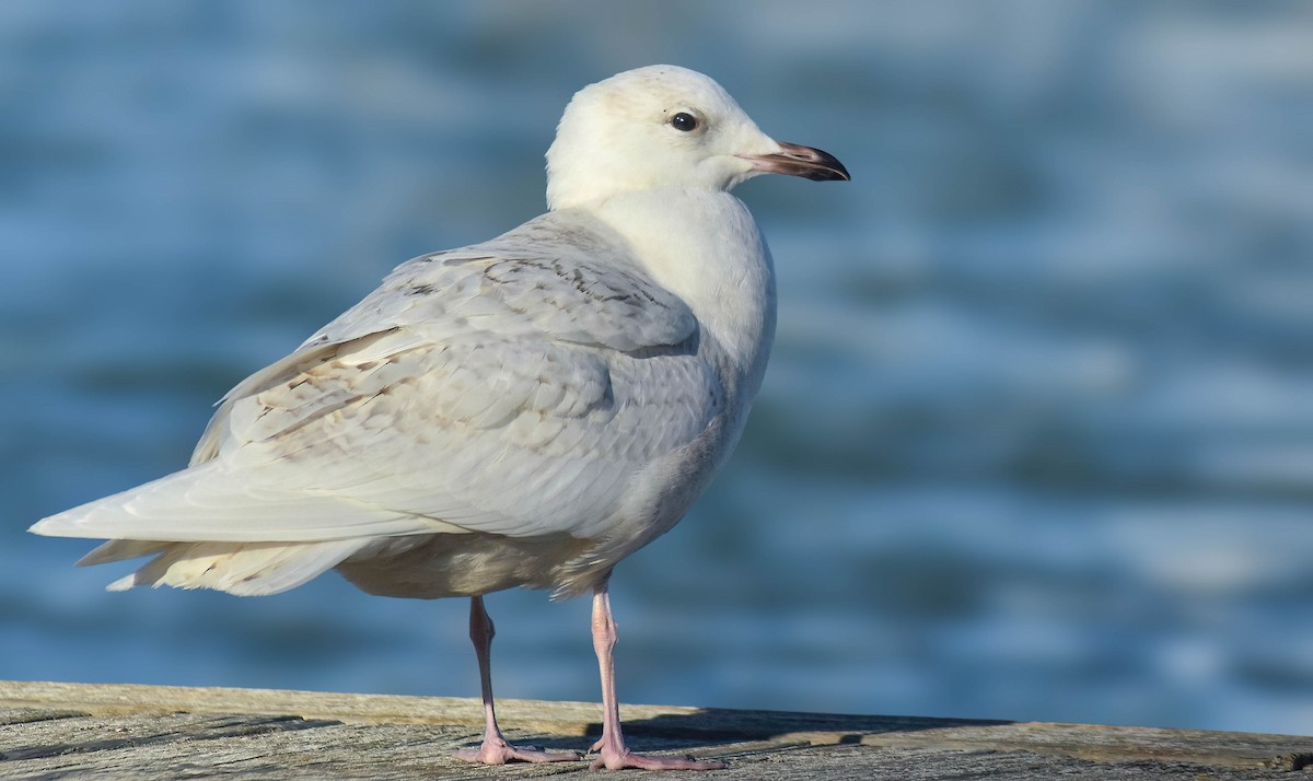 Iceland Gull - ML638312687