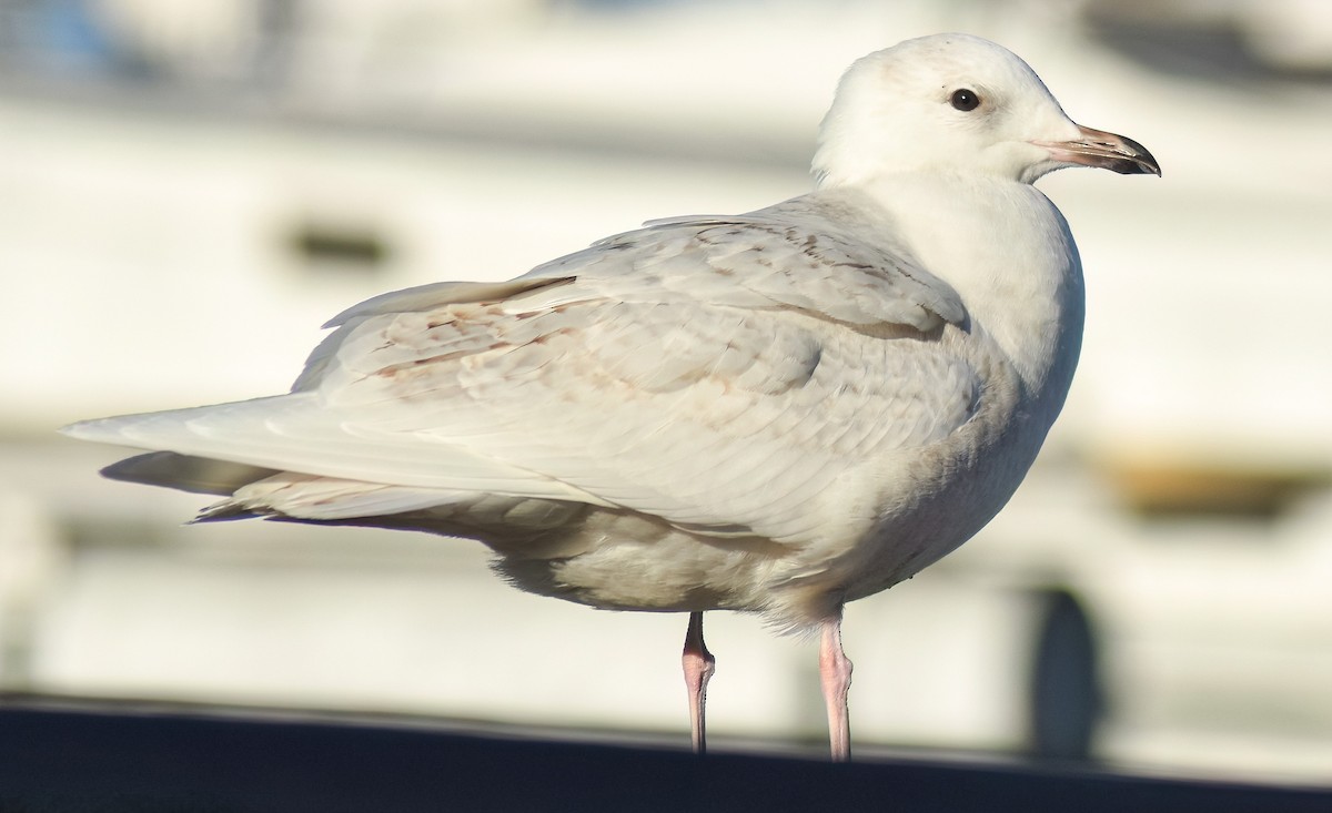 Iceland Gull - ML638312689