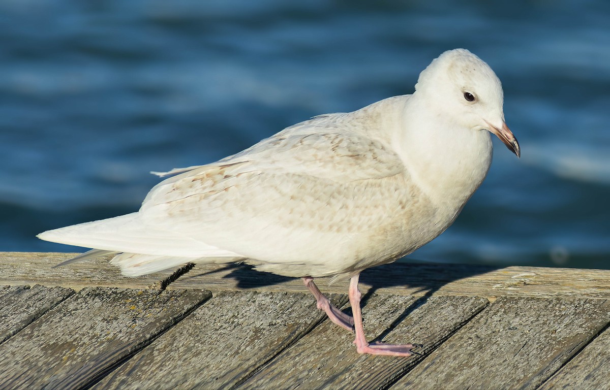 Iceland Gull - ML638312690