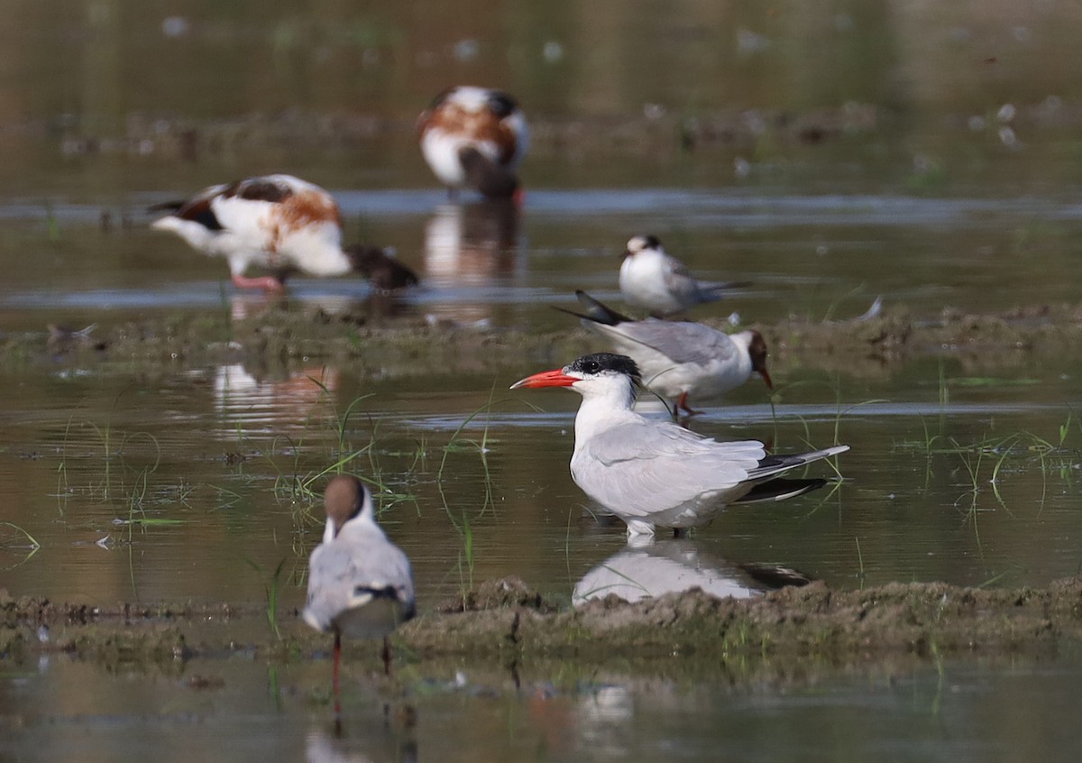 Caspian Tern - ML638312691