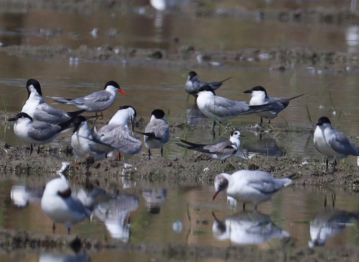 Black Tern - ML638312693