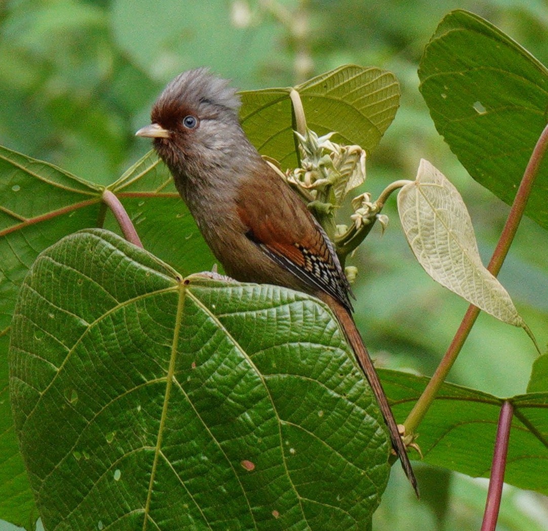Rusty-fronted Barwing - ML638312694