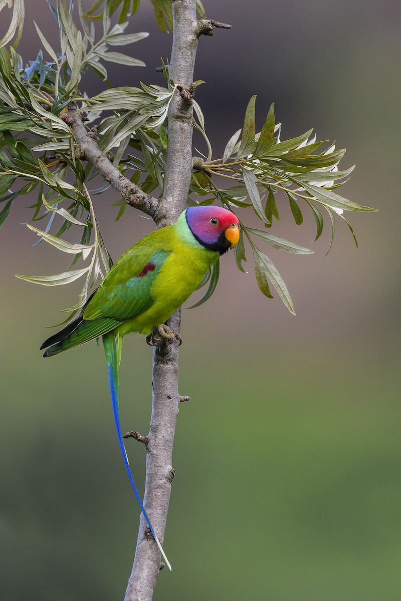 Plum-headed Parakeet - ML638312695