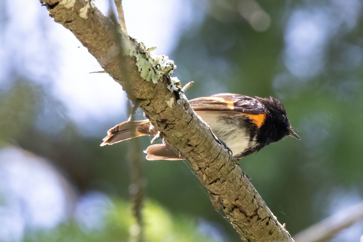 American Redstart - ML638312696