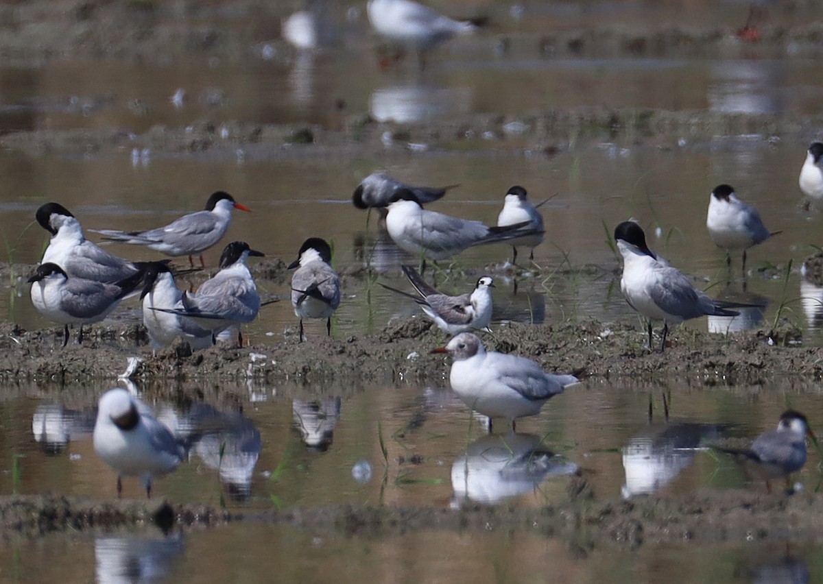 Black Tern - ML638312697