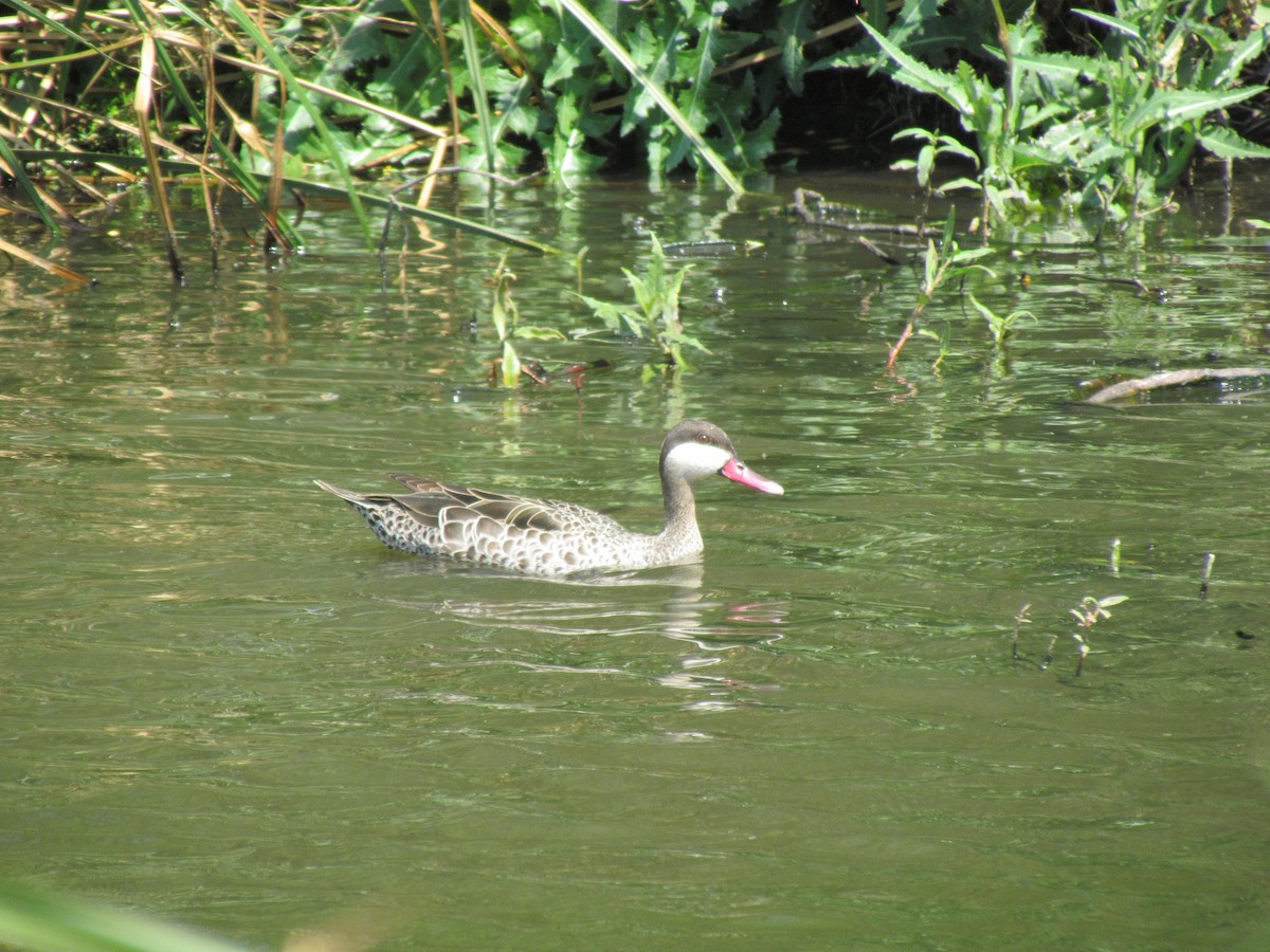 Red-billed Duck - ML638312698