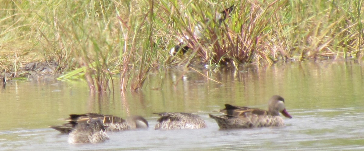 Red-billed Duck - ML638312699
