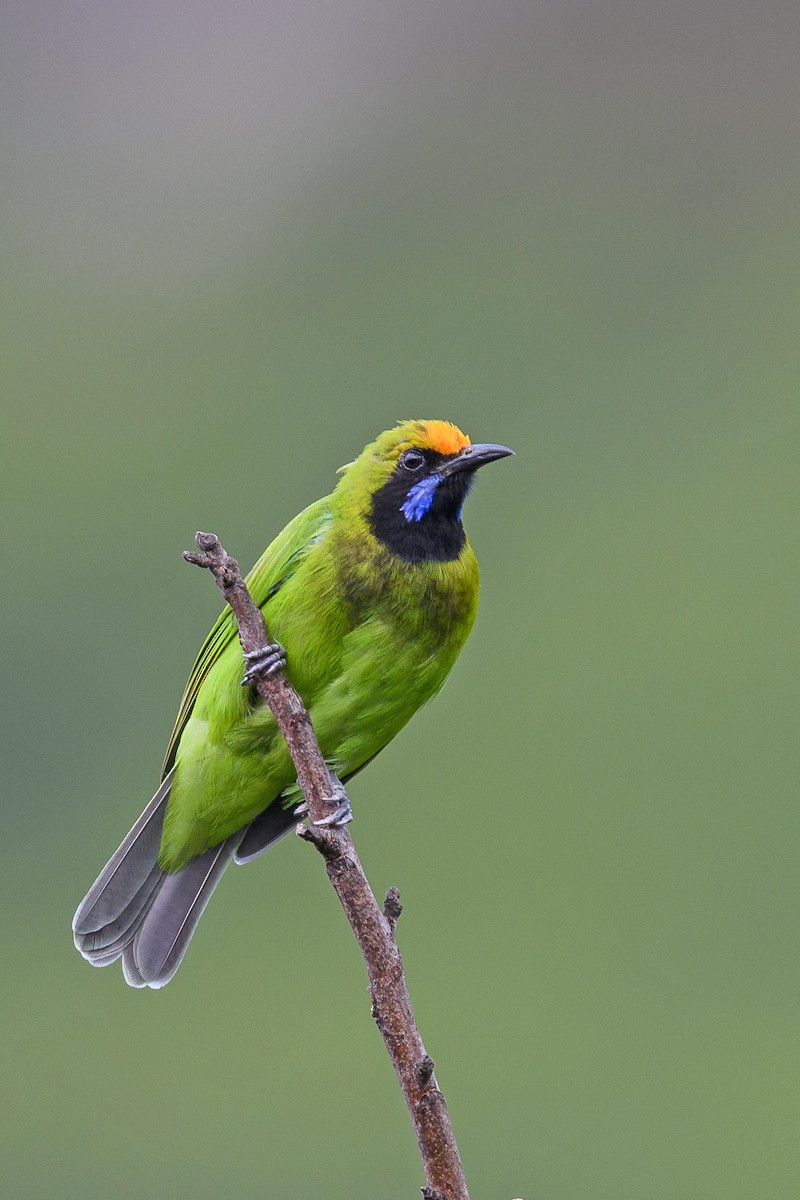 Golden-fronted Leafbird - ML638312700