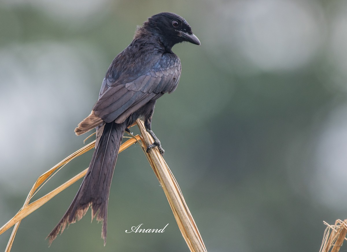 Black Drongo - ML638312708
