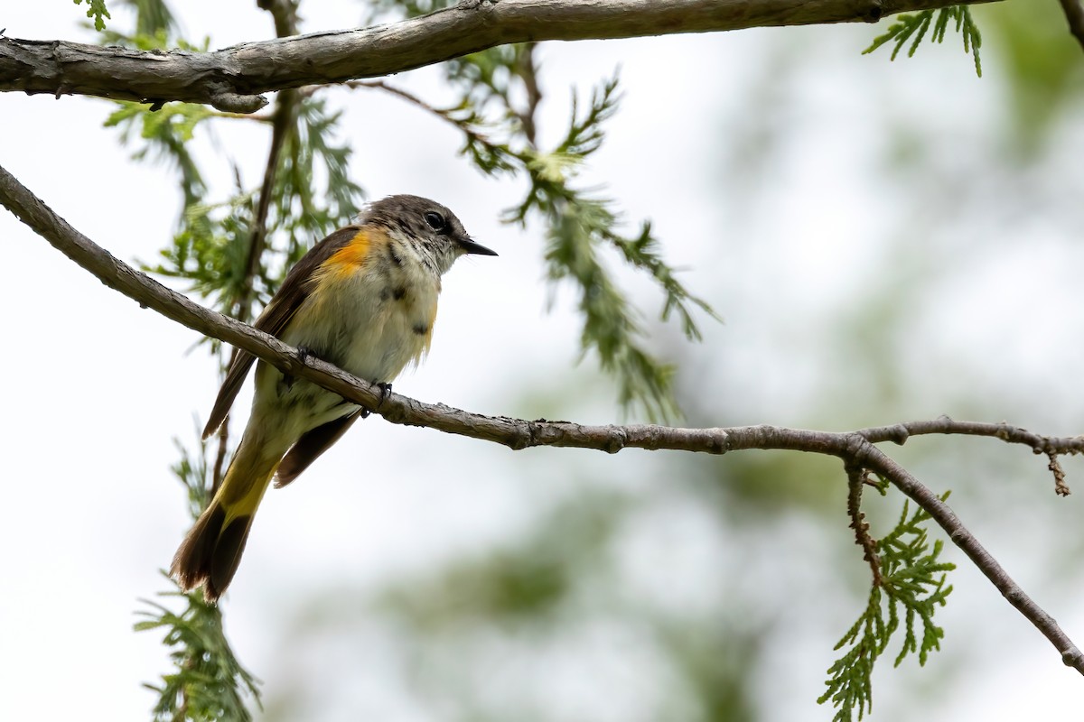American Redstart - ML638312709