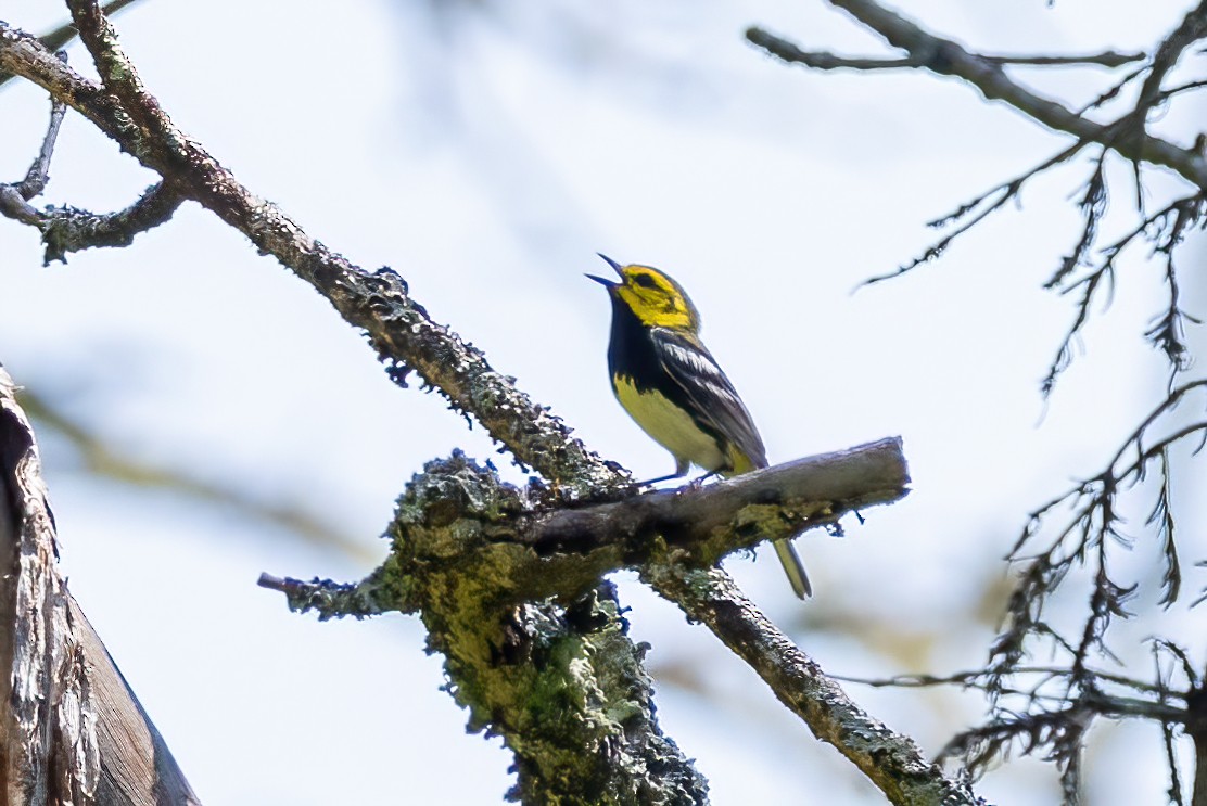 Black-throated Green Warbler - ML638312710