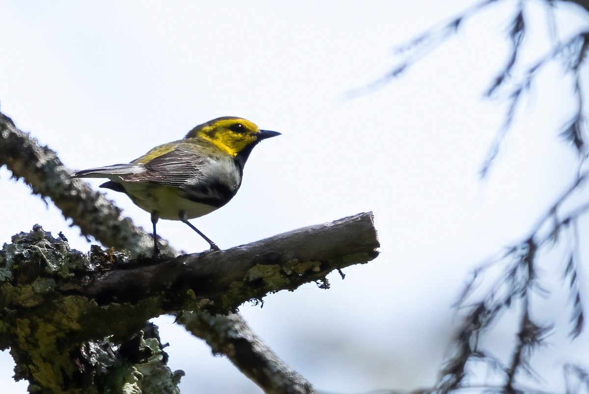 Black-throated Green Warbler - ML638312711