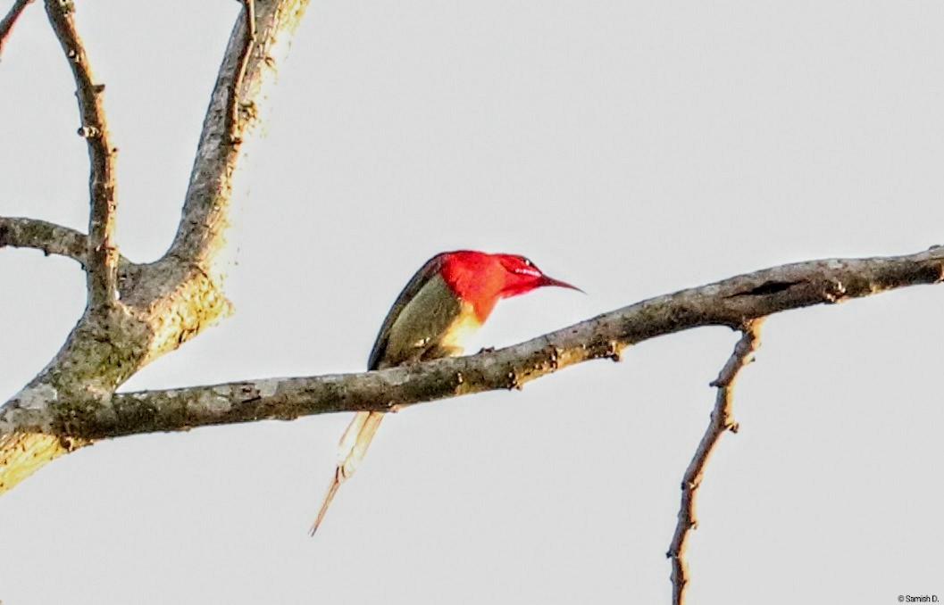 Crimson Sunbird - ML638312712