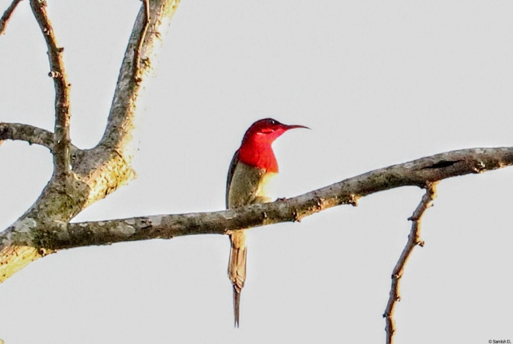Crimson Sunbird - ML638312713