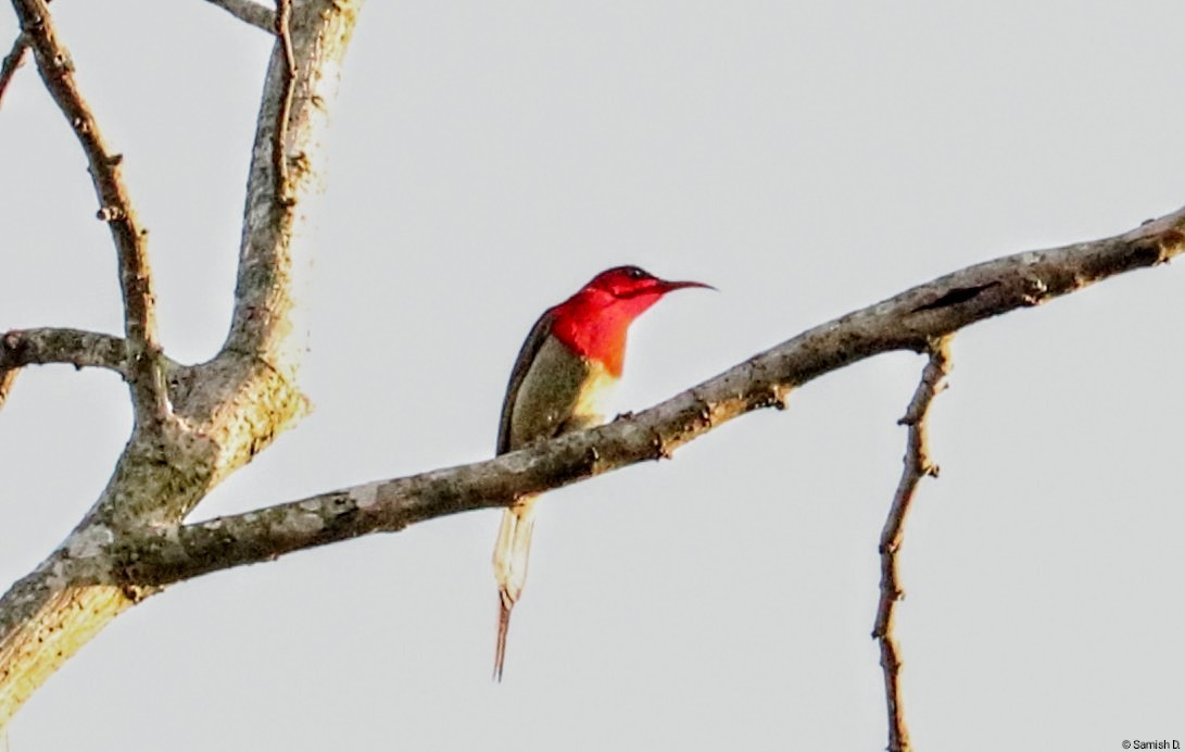 Crimson Sunbird - ML638312714