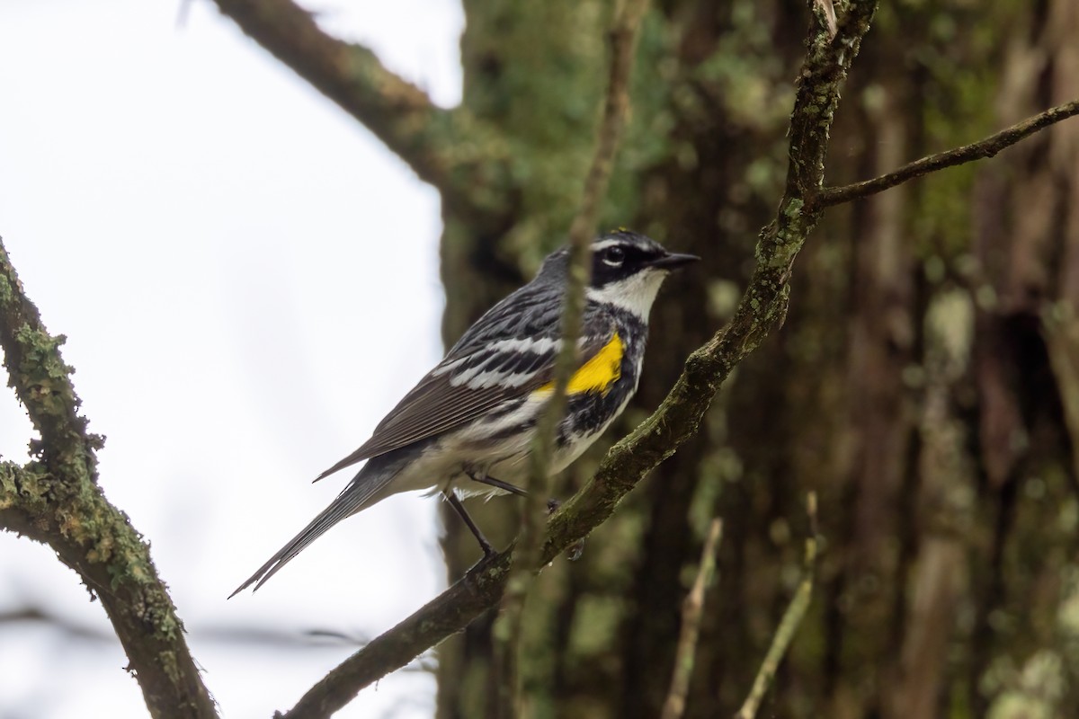Yellow-rumped Warbler - ML638312715