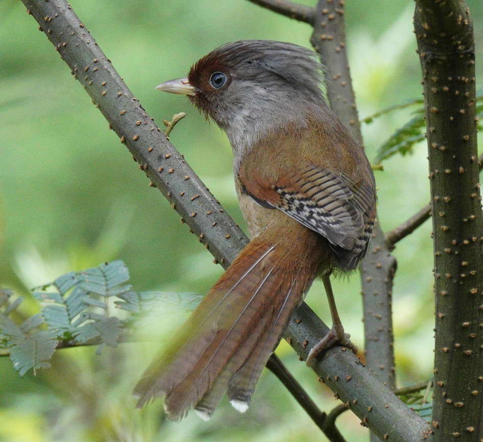 Rusty-fronted Barwing - ML638312716