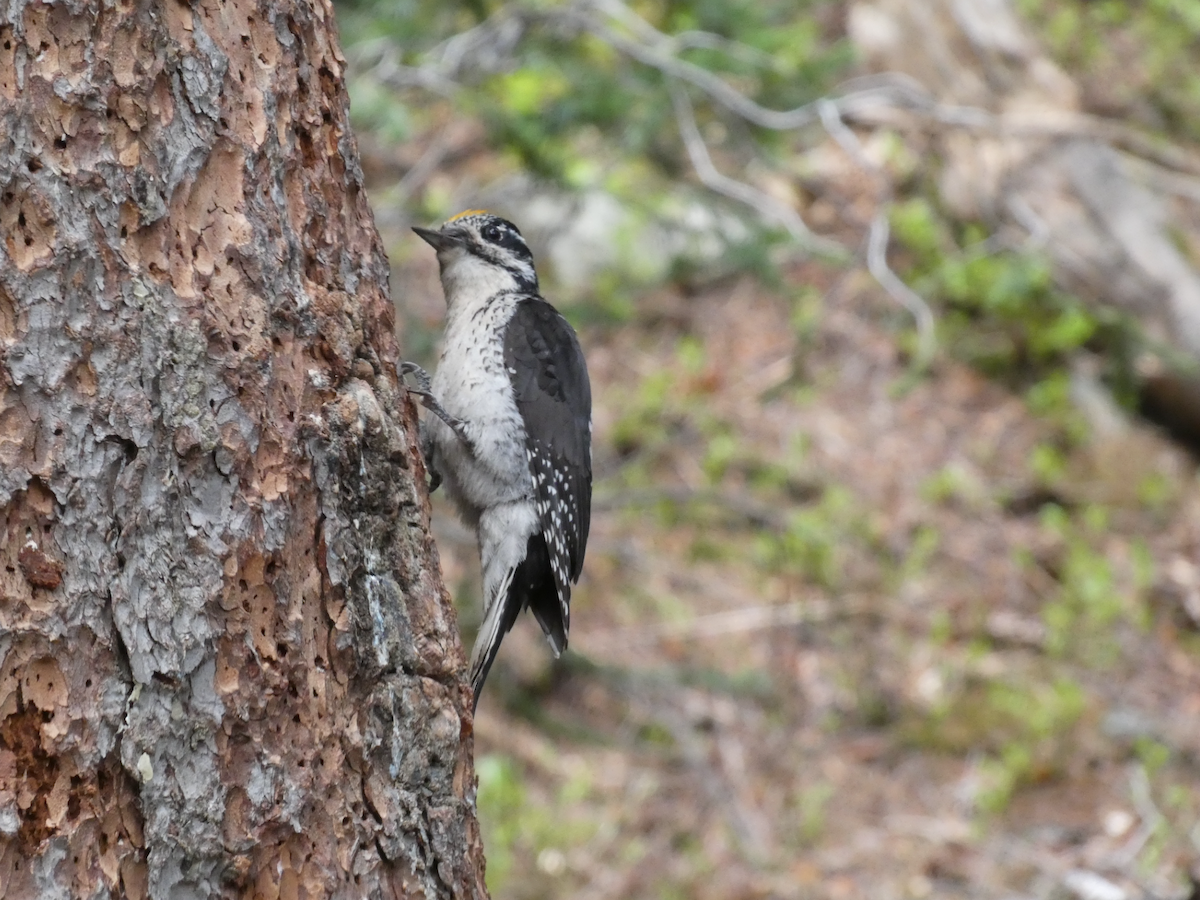 American Three-toed Woodpecker - ML638312718