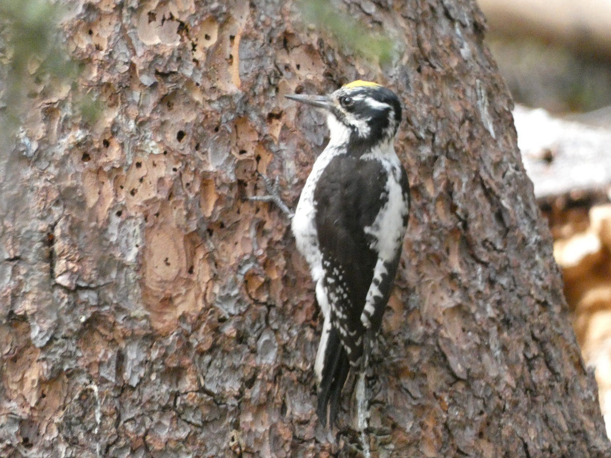 American Three-toed Woodpecker - ML638312720