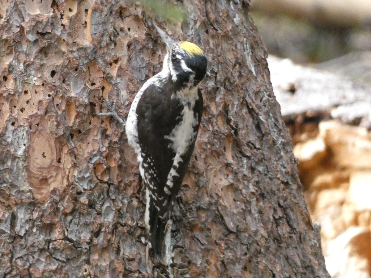 American Three-toed Woodpecker - ML638312721