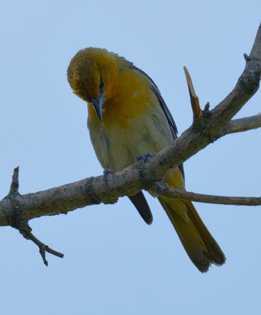 Bullock's Oriole - ML638312726