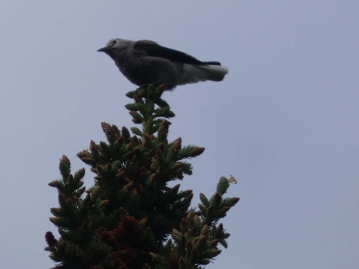 Clark's Nutcracker - ML638312727