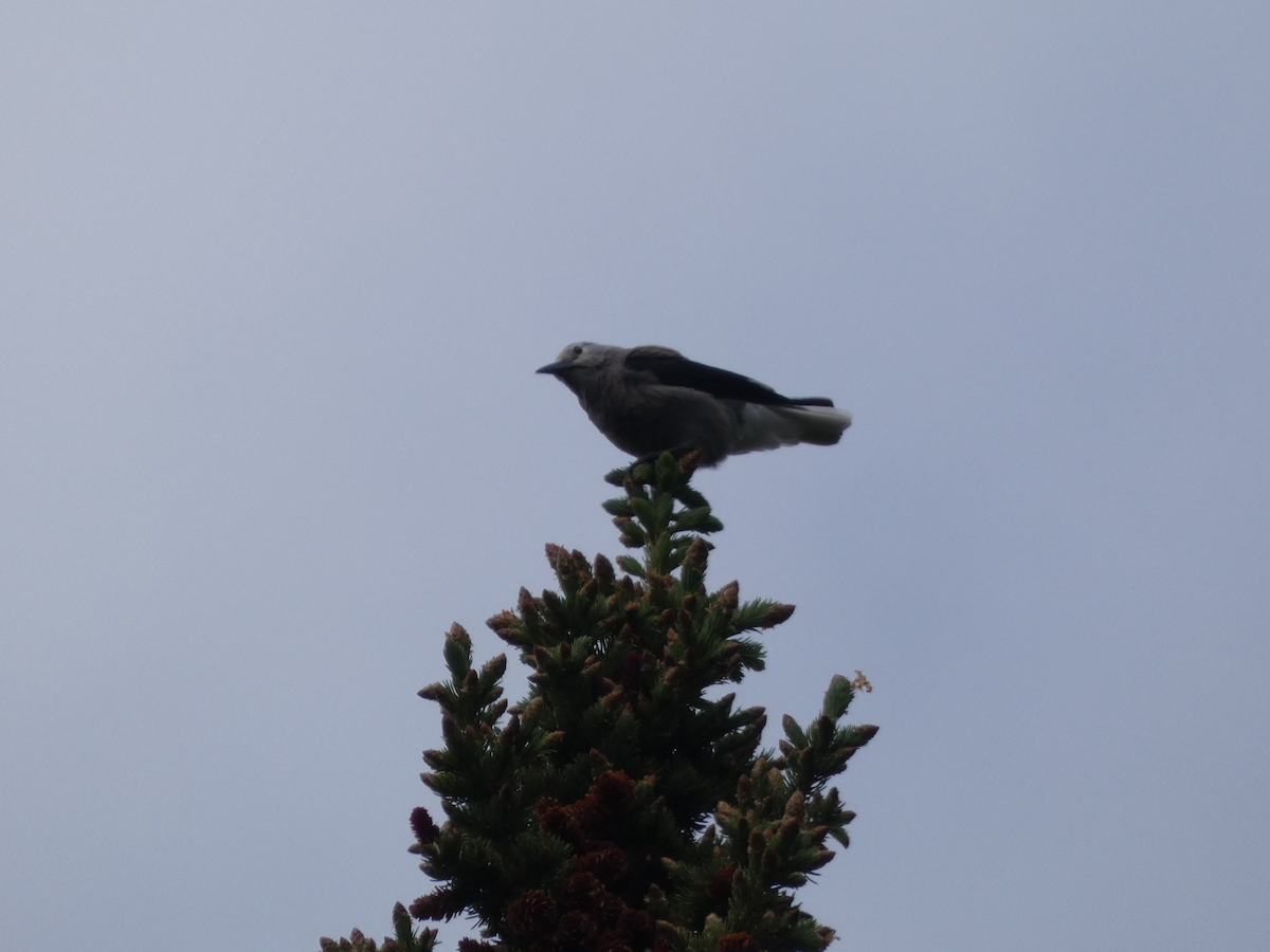 Clark's Nutcracker - ML638312728