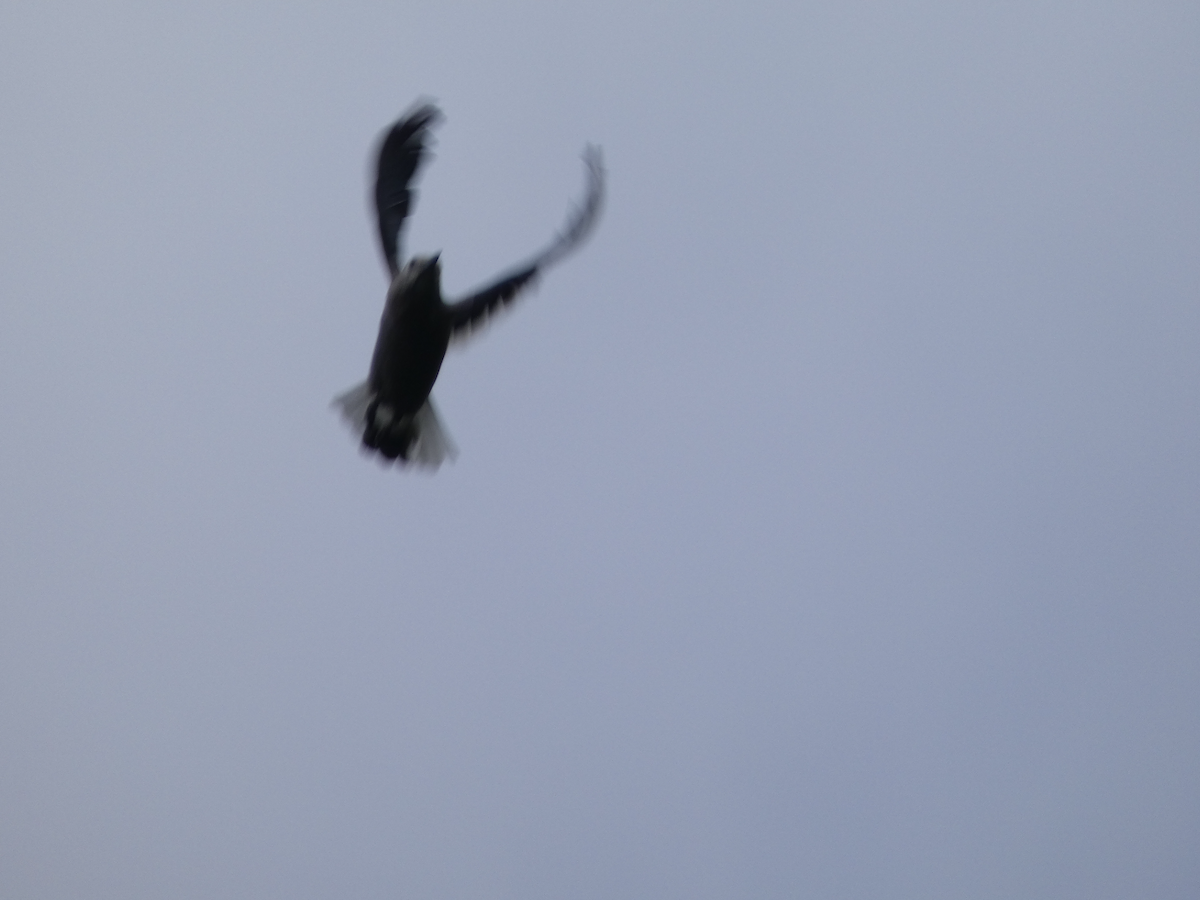 Clark's Nutcracker - ML638312729