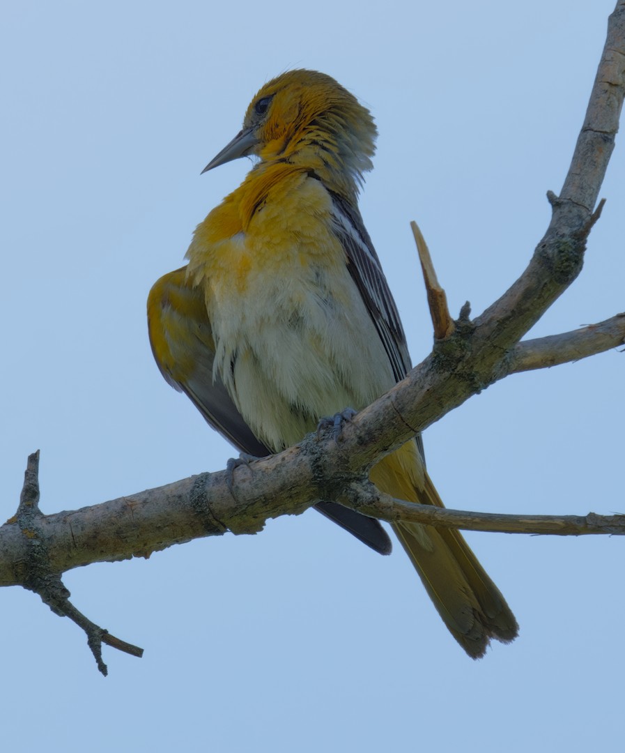 Bullock's Oriole - ML638312733