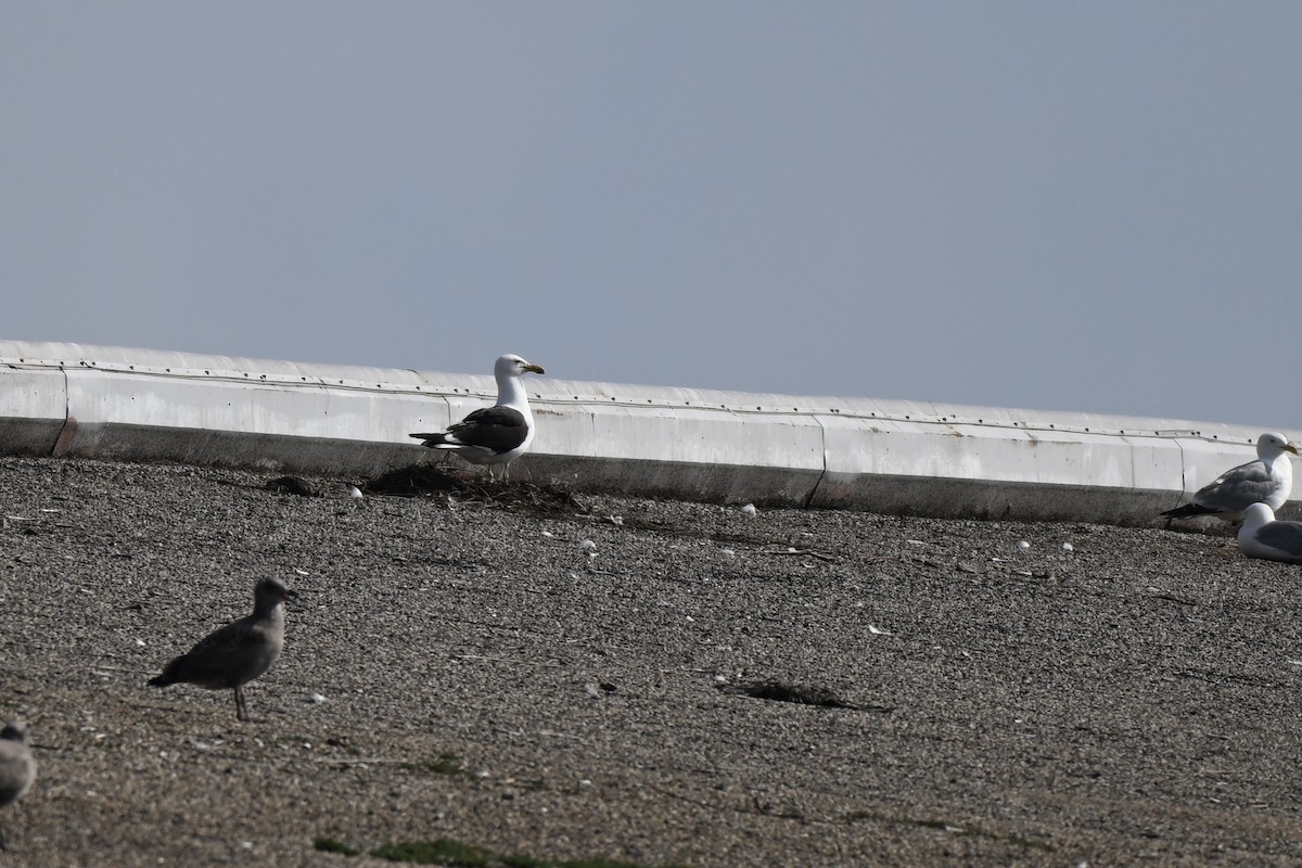 Kelp Gull - ML638312735