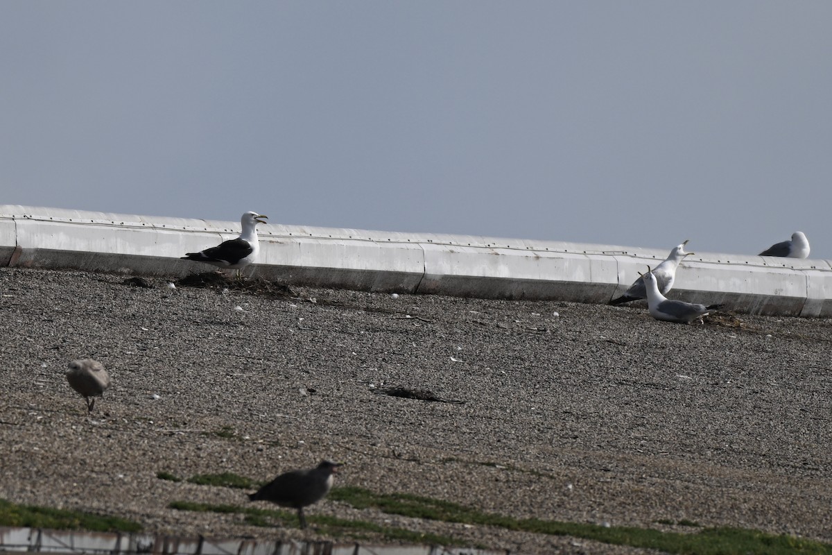 Kelp Gull - ML638312736