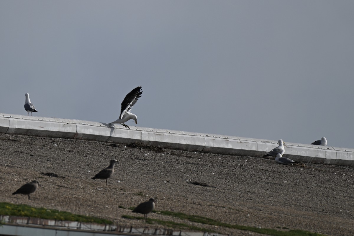 Kelp Gull - ML638312737