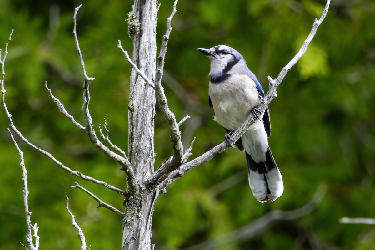 Blue Jay - ML638312738
