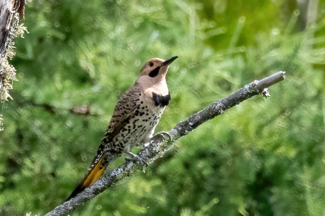 Northern Flicker - ML638312740