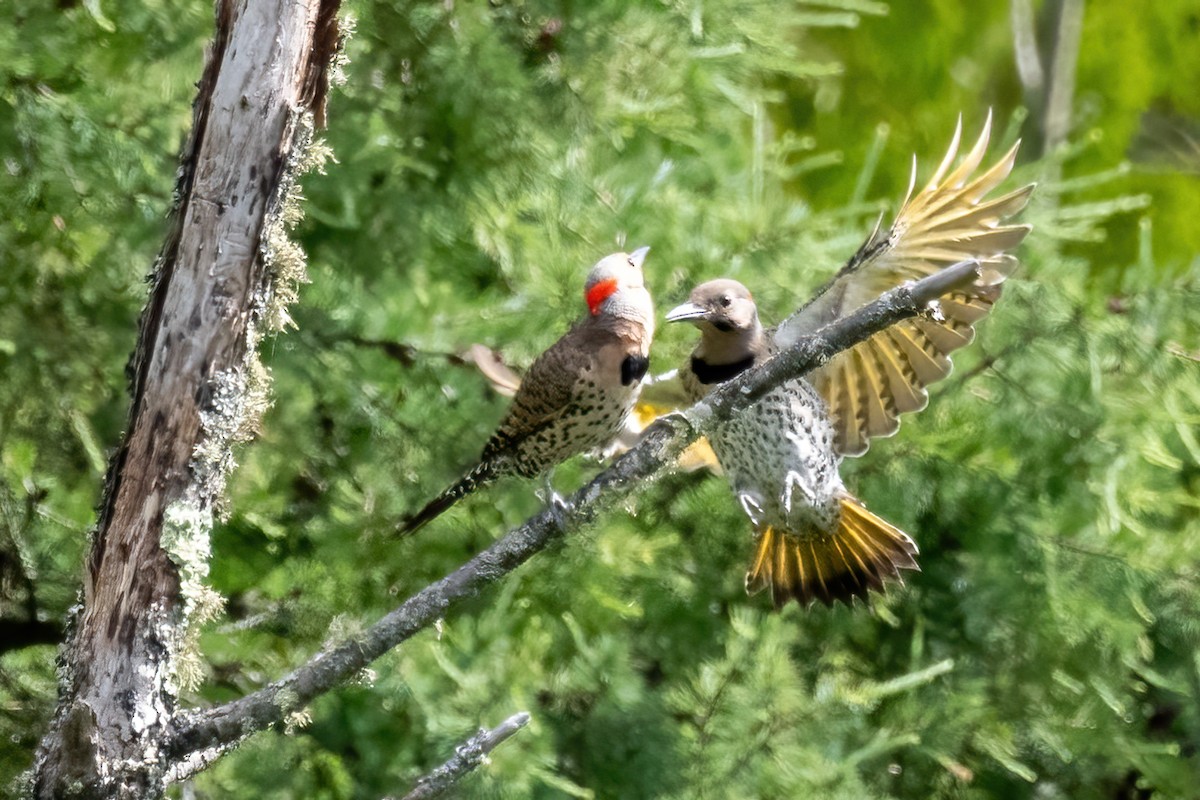 Northern Flicker - ML638312741