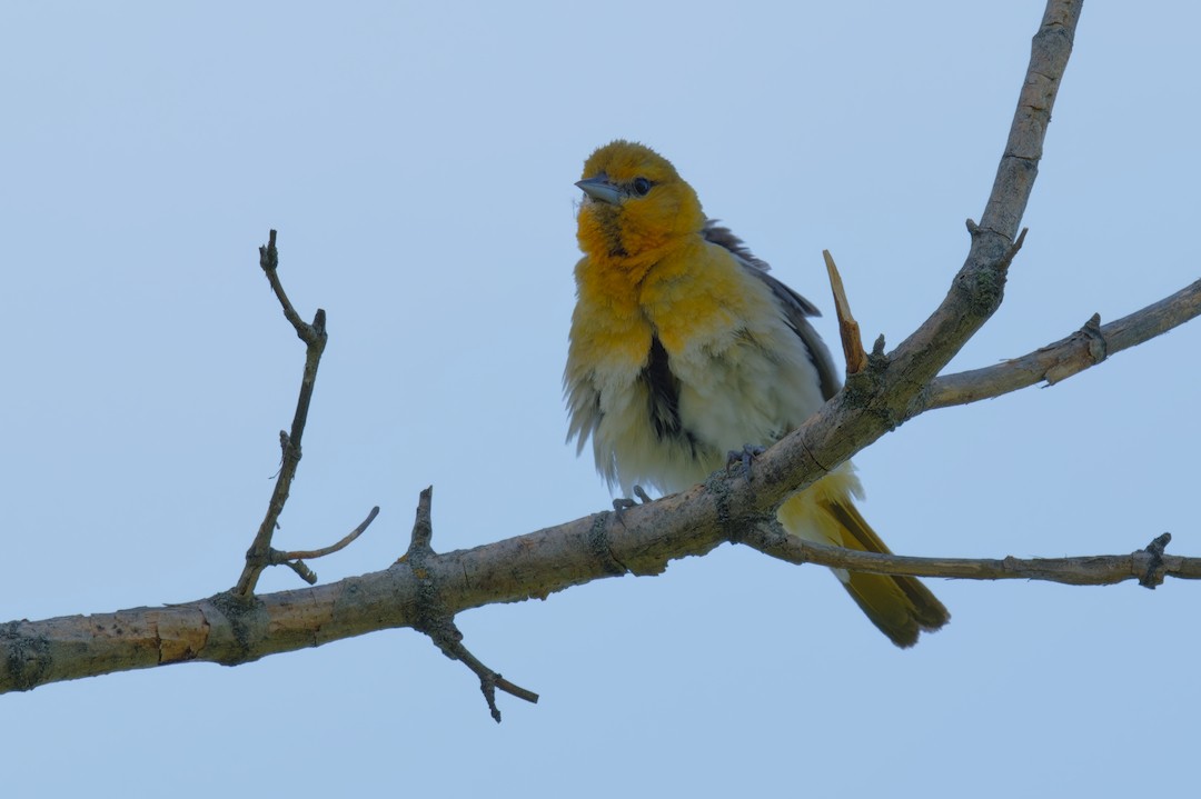 Bullock's Oriole - ML638312745