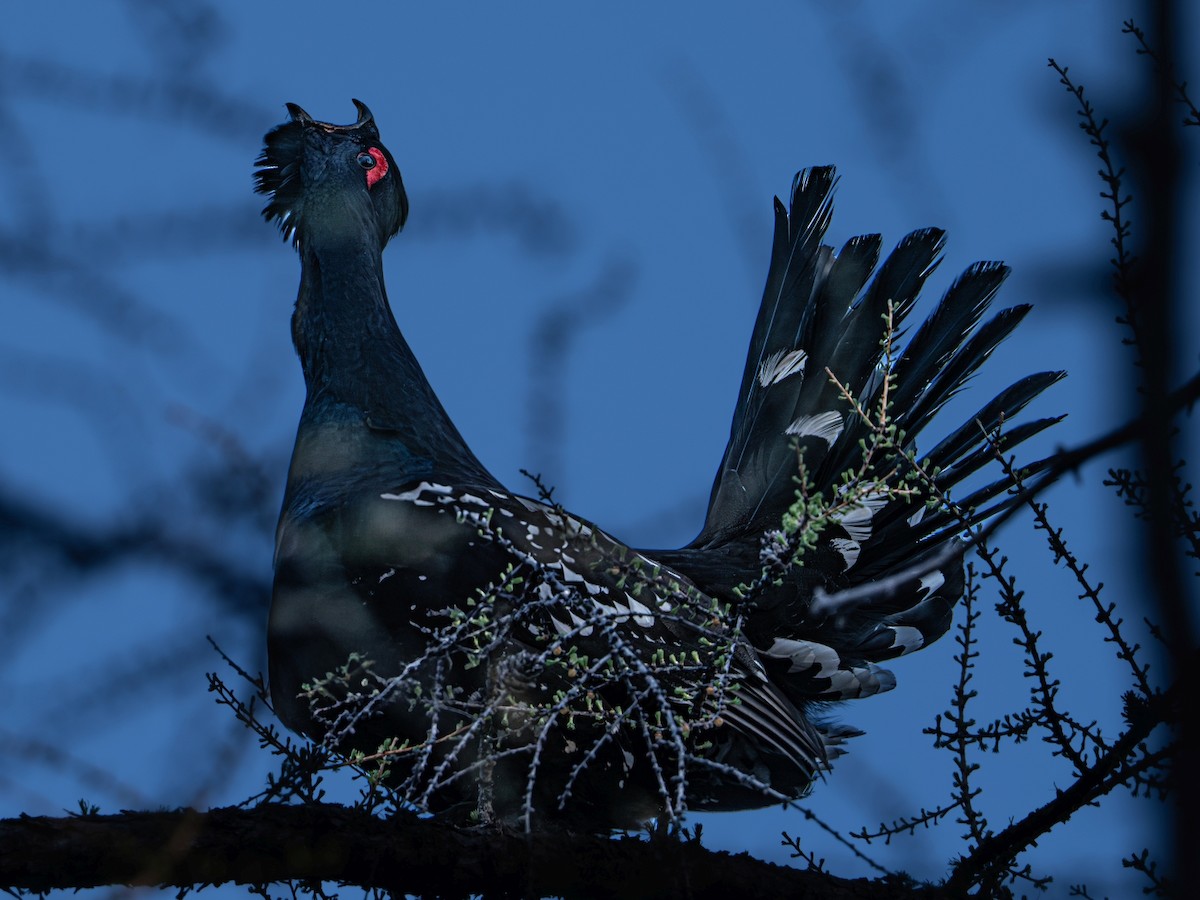 Black-billed Capercaillie - ML638312746