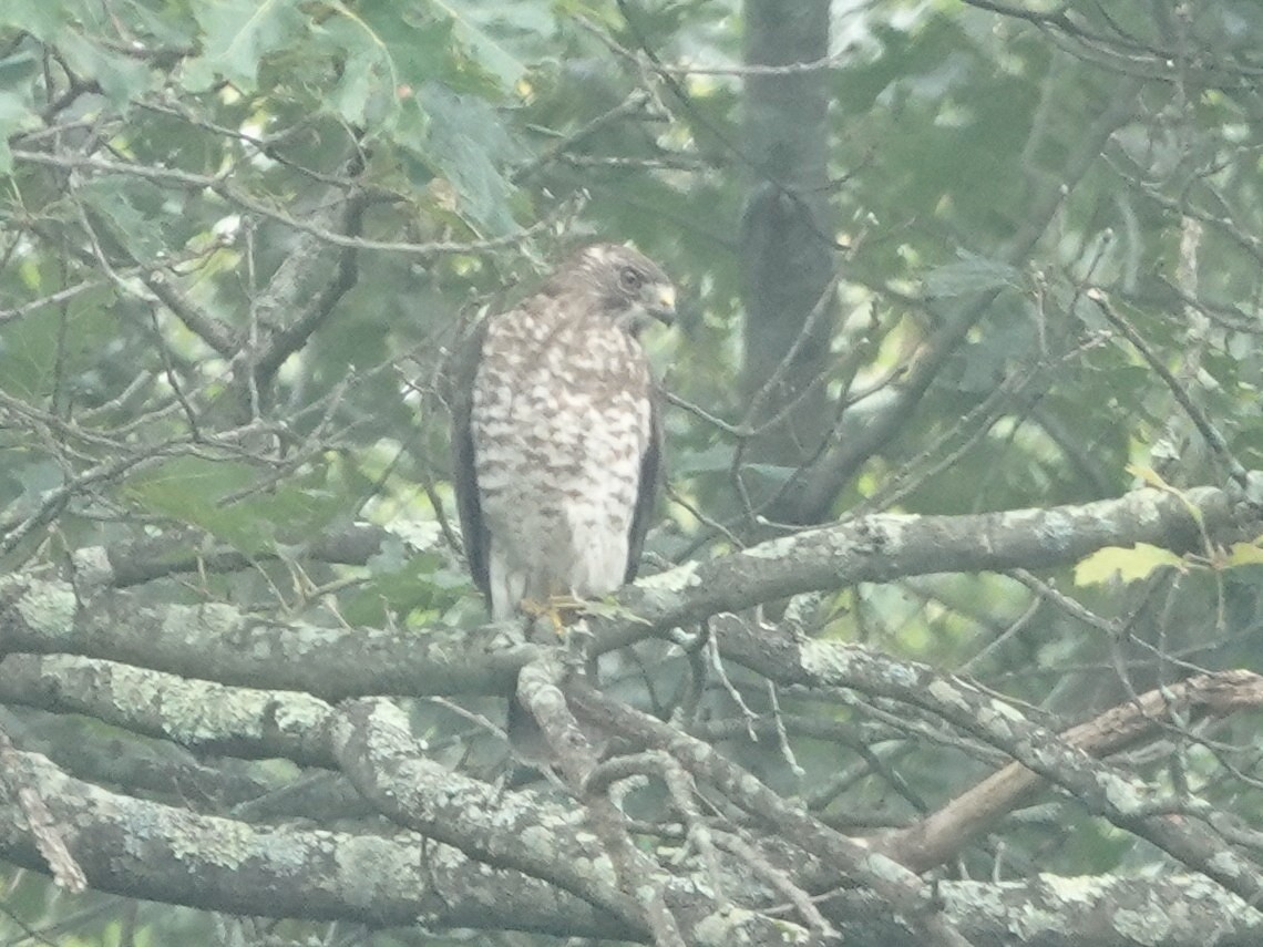 Broad-winged Hawk - ML638312760