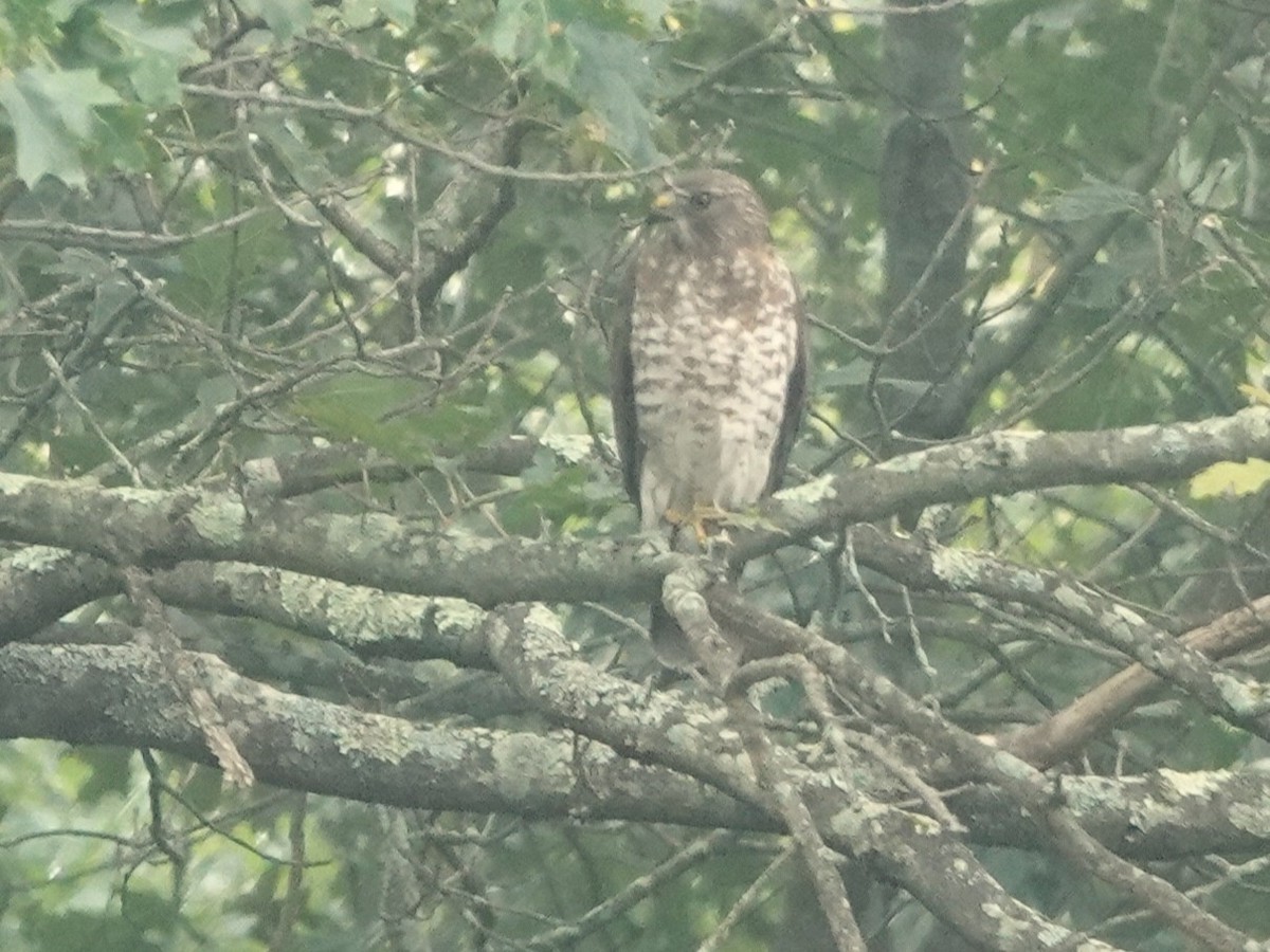 Broad-winged Hawk - ML638312761