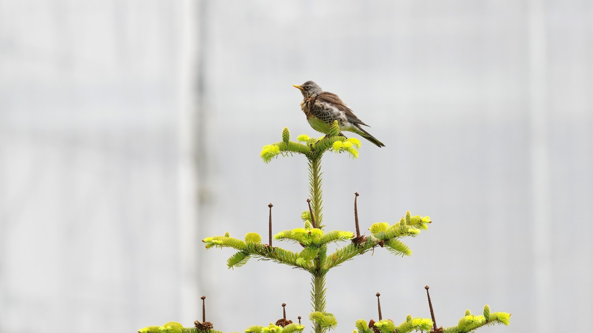 Fieldfare - ML638312765